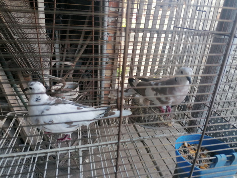  - TURTURELE RAZATOARE 2020