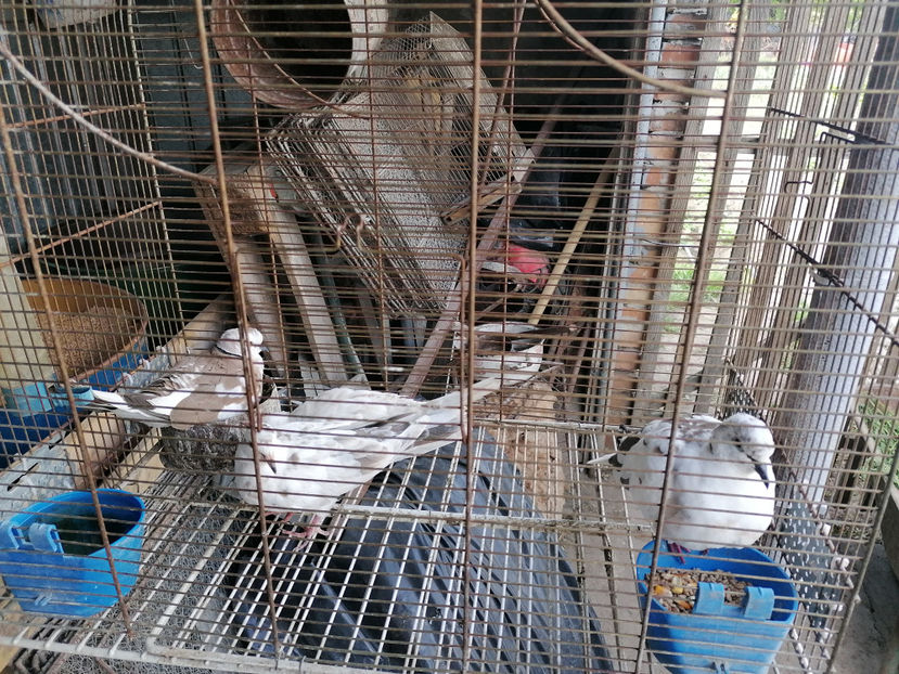  - TURTURELE RAZATOARE 2020