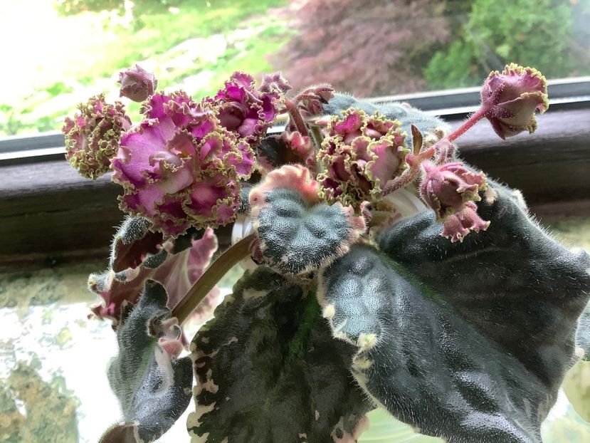  - Wrangler s Gaudy Lady