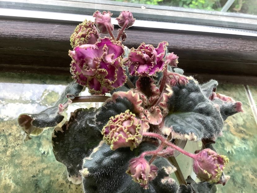  - Wrangler s Gaudy Lady