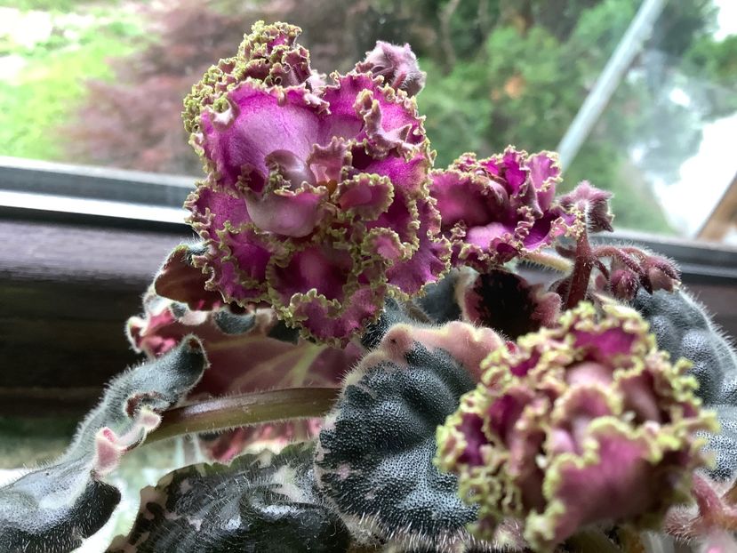  - Wrangler s Gaudy Lady