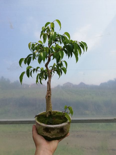 Bunjingi - Viitori bonsai shohin