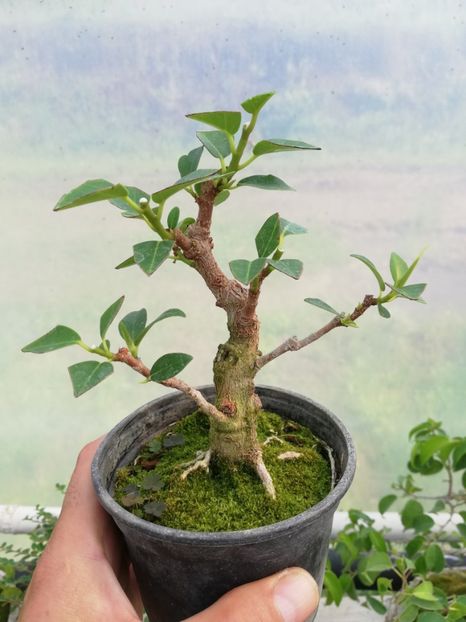 MAME - Viitori bonsai shohin