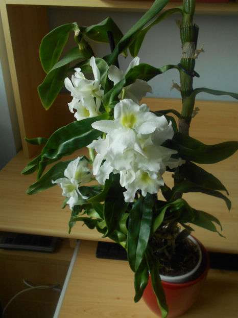  - orhidee 12 Dendrobium nobile dec 2018