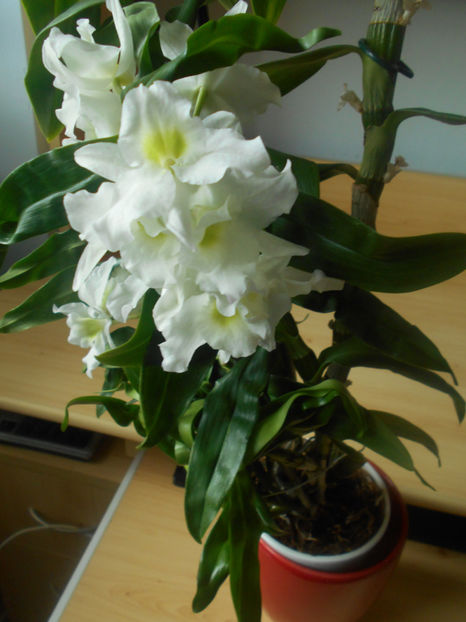 orhidee 12 Dendrobium nobile dec 2018 - 06___FLORI 2020