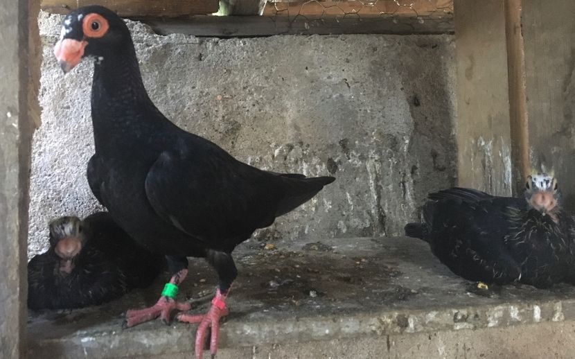 frați din p4 - Pui 2020