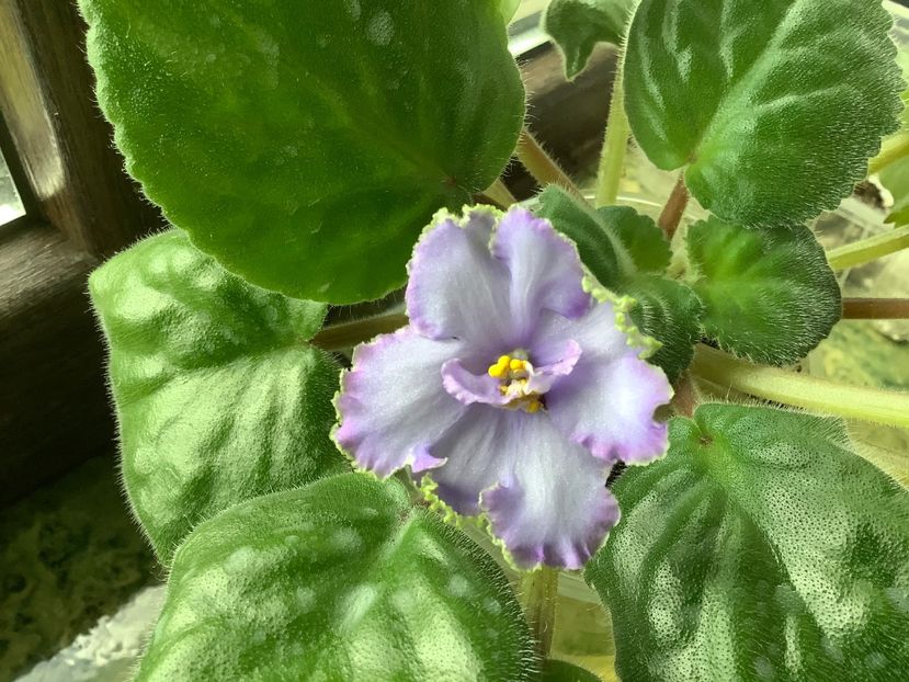  - EK Nebesnaia Lazur