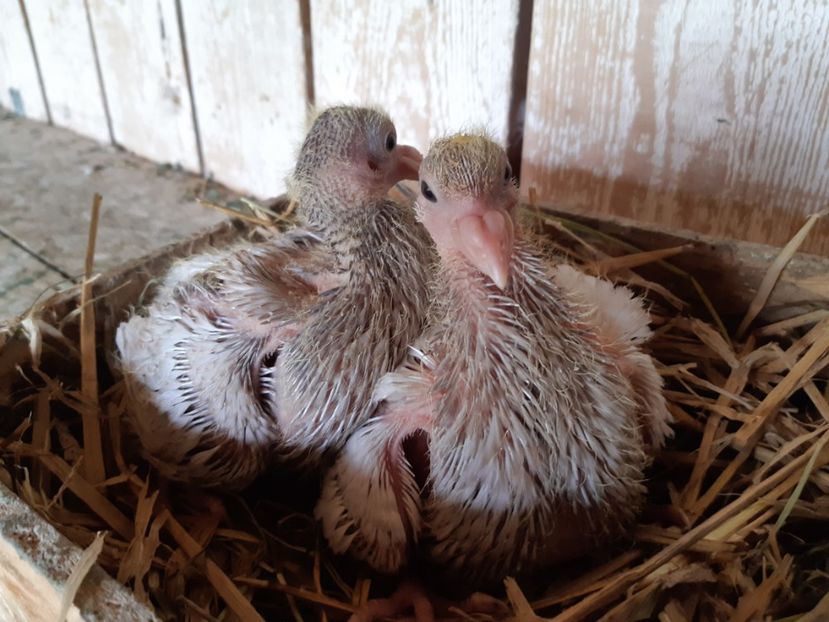  - 05 PUI TEXANI 2020