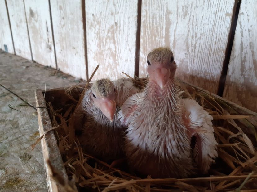  - 05 PUI TEXANI 2020