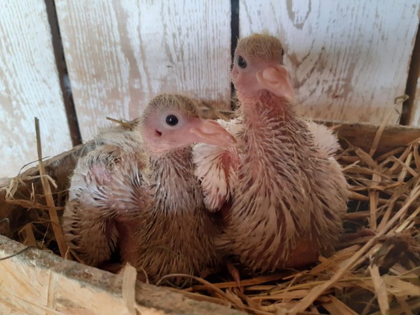 PERECHEA  9  F -  F - 05 PUI TEXANI 2020