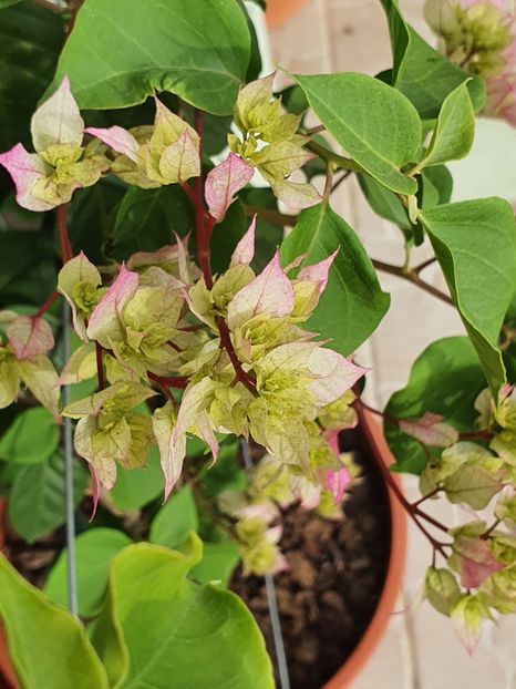  - Bouga Limberlost beauty