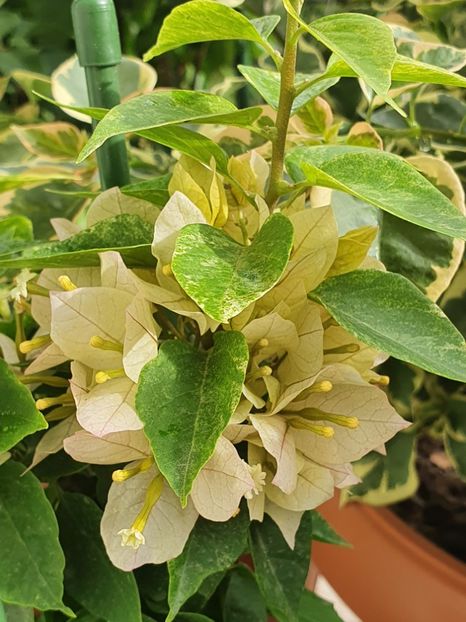  - Bouga Batik kuning