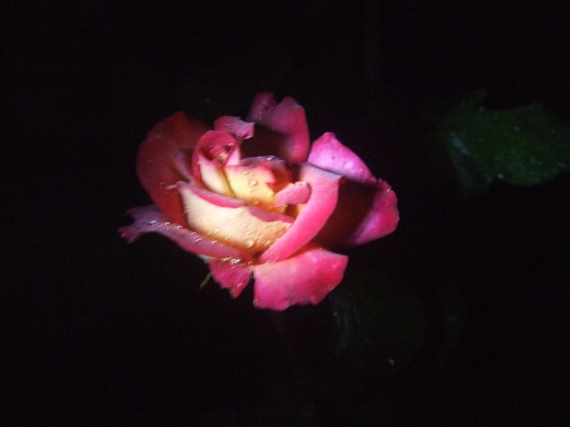  - 2020-mirosul noptii trandafirii