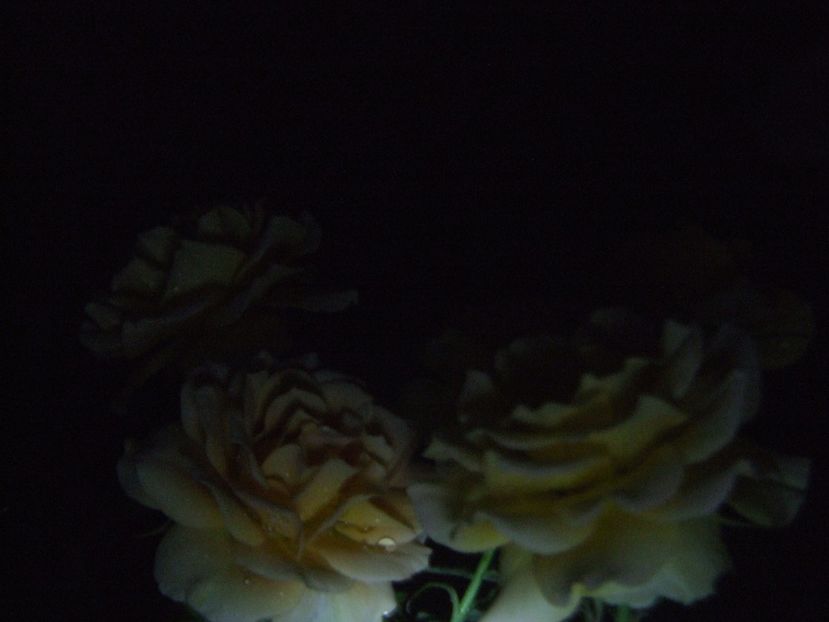  - 2020-mirosul noptii trandafirii