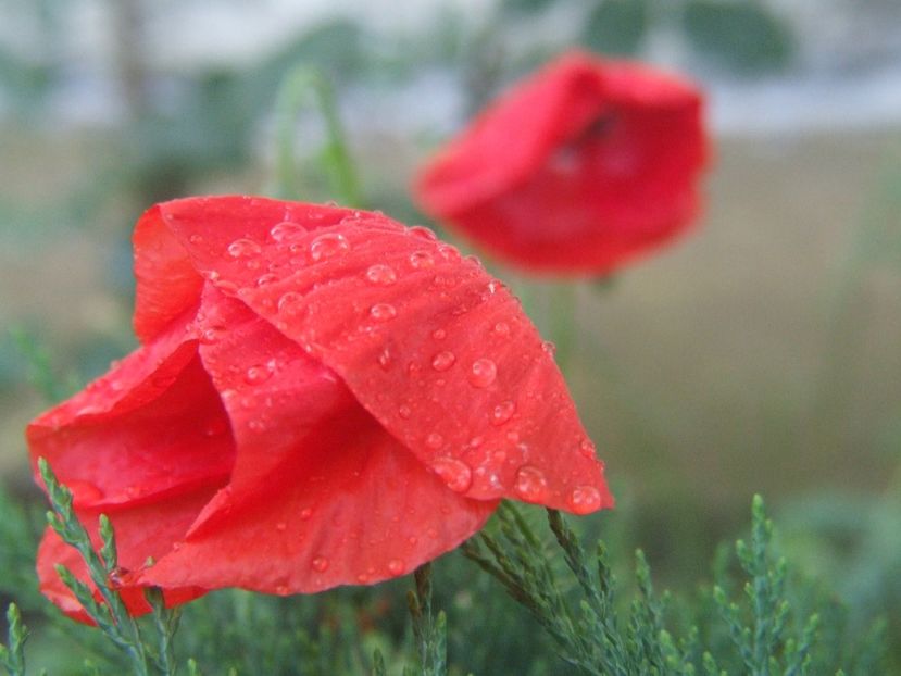  - 2020-culorile lunii iunie