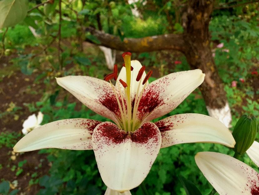  - Crini de gradina 2015- prezent