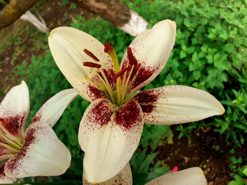  - Crini de gradina 2015- prezent