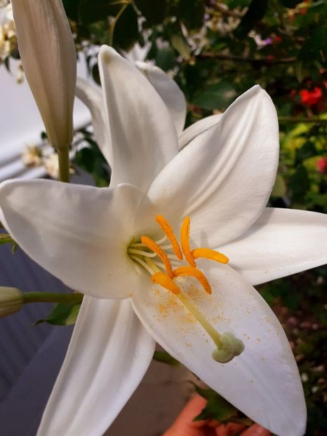  - Crini de gradina 2015- prezent