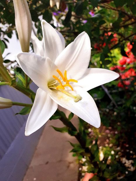  - Crini de gradina 2015- prezent