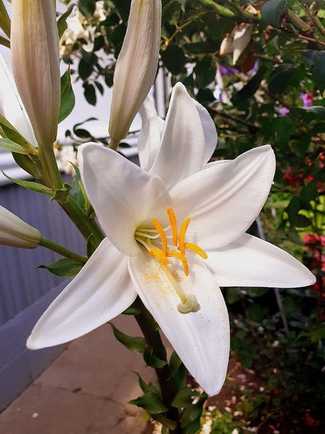  - Crini de gradina 2015- prezent