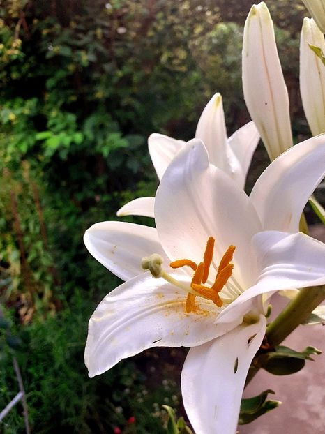  - Crini de gradina 2015- prezent