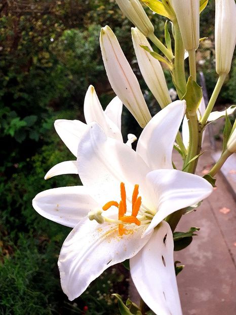  - Crini de gradina 2015- prezent