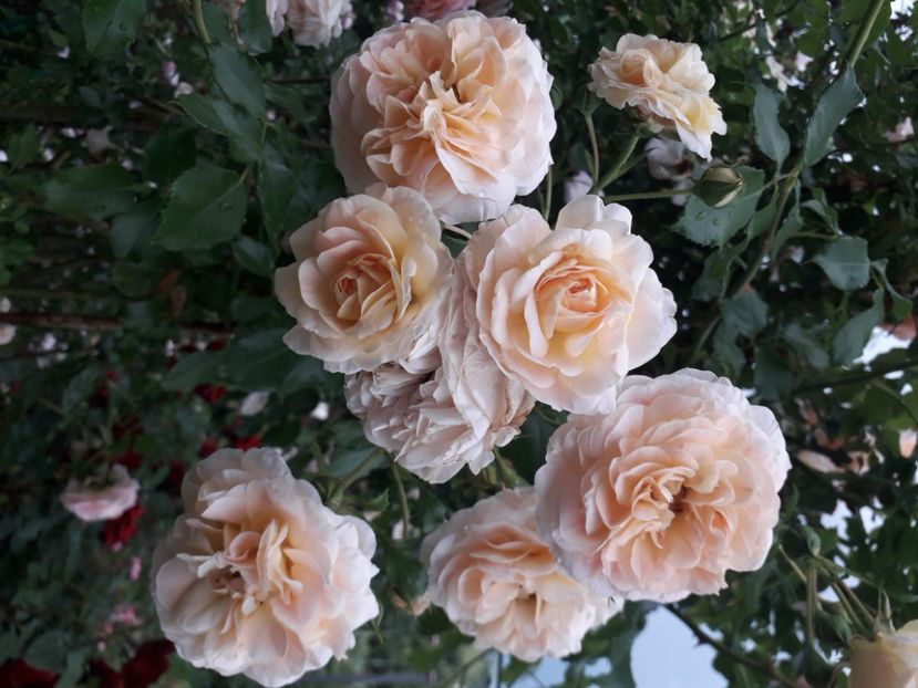  - 00 Trandafiri 2020