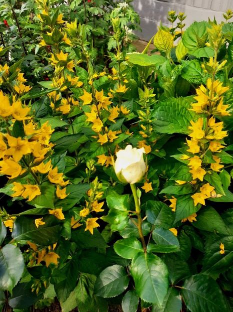  - Alte flori
