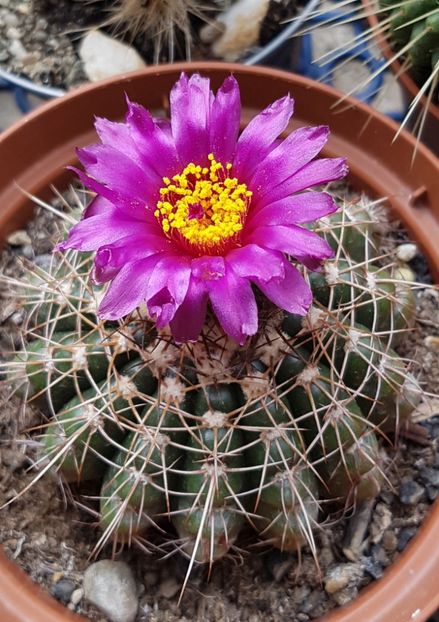 Notocactus uebelmannianus - Notocactus