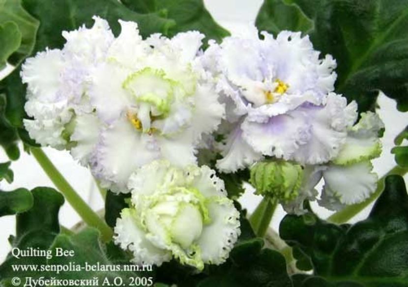 Quilting Bee poza net - Quilting Bee