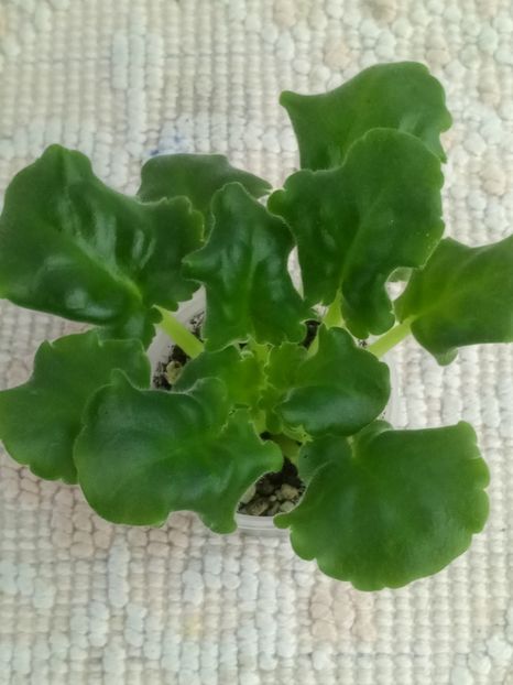 19 iun - Quilting Bee