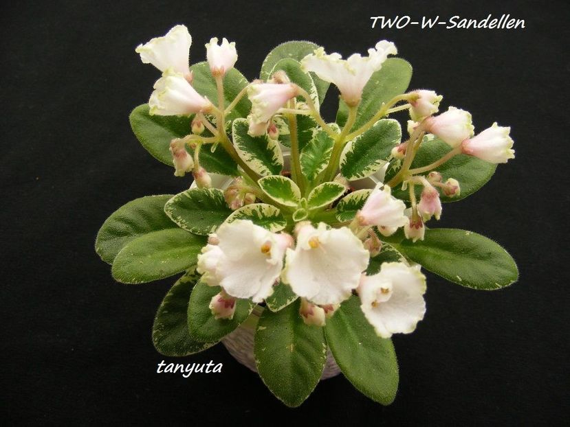 Two-W Sandellen poza net - Two W Sandellen