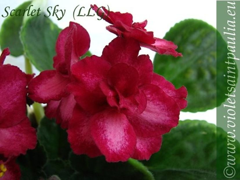 Scarlet Sky poza net - Scarlet Sky