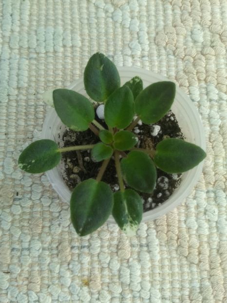 19 iun - ZZ Snuggle Bear