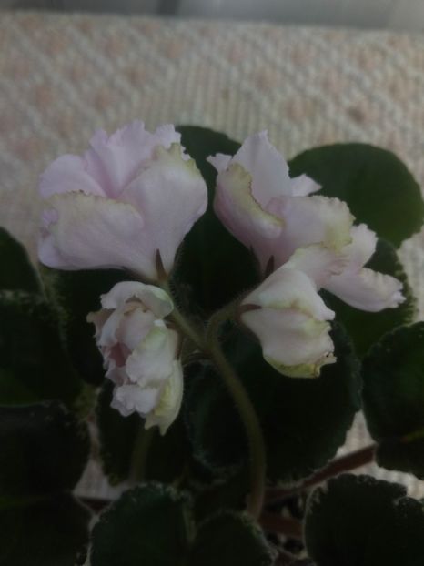 19 iun - ZZ Ian Bokal