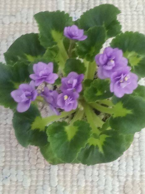 19 iun - Little Caboose