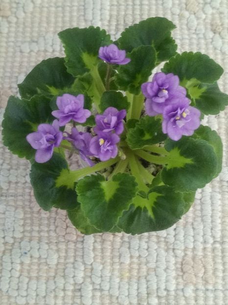 19 iun - Little Caboose