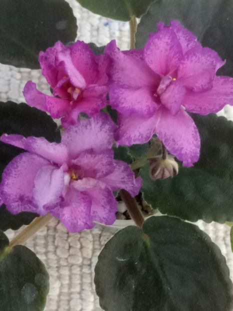 19 iun - ND Magdalina