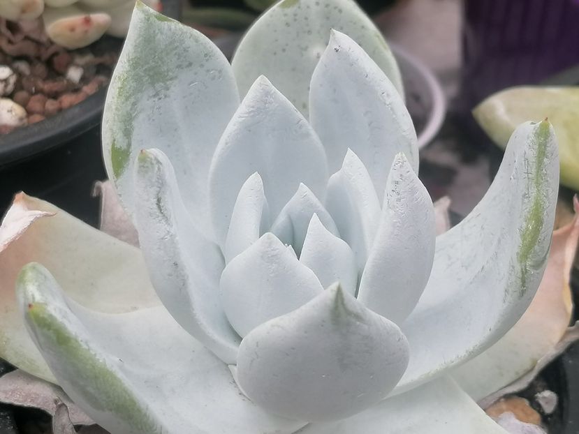 Dudleya brittonii - Dudleya