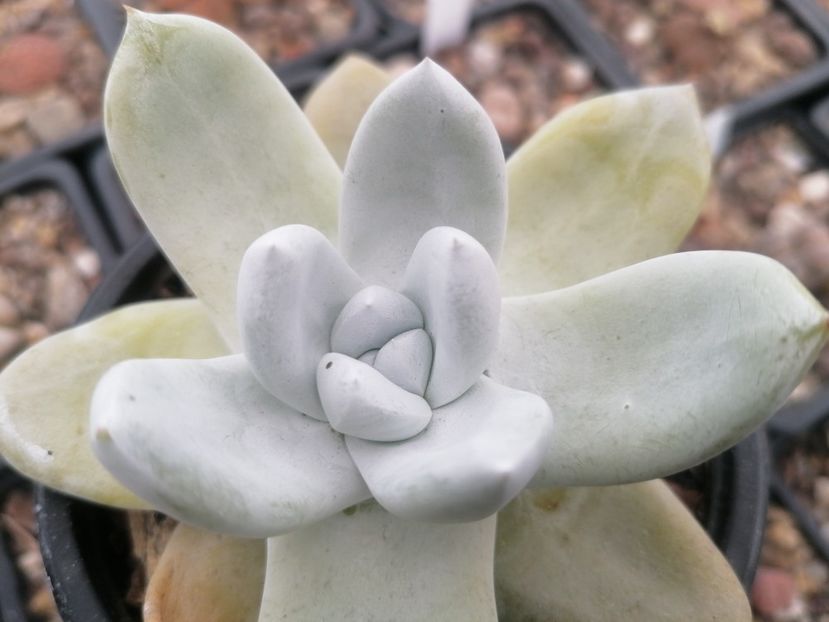 Dudleya pachyphytum - Dudleya