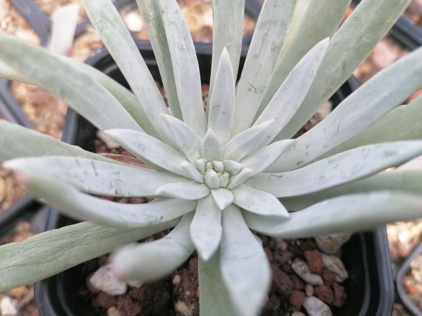 Dudleya virens var. hassei - Dudleya