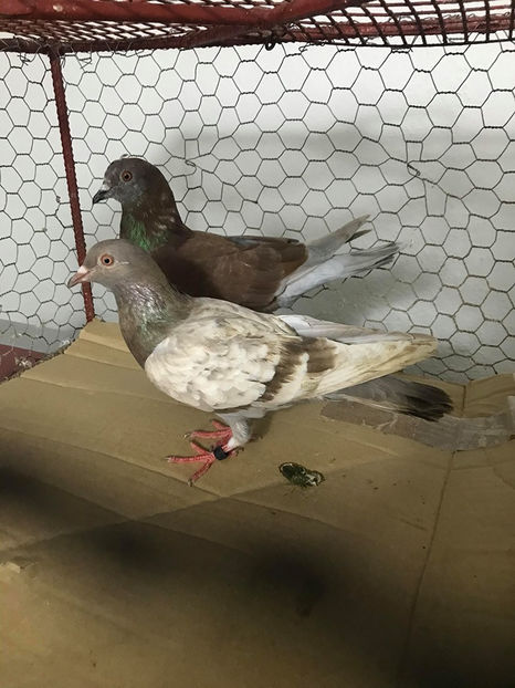  - Achizitii 15 Iunie 2020