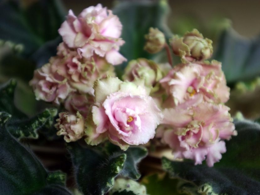 Poza net - Ma s Corsage