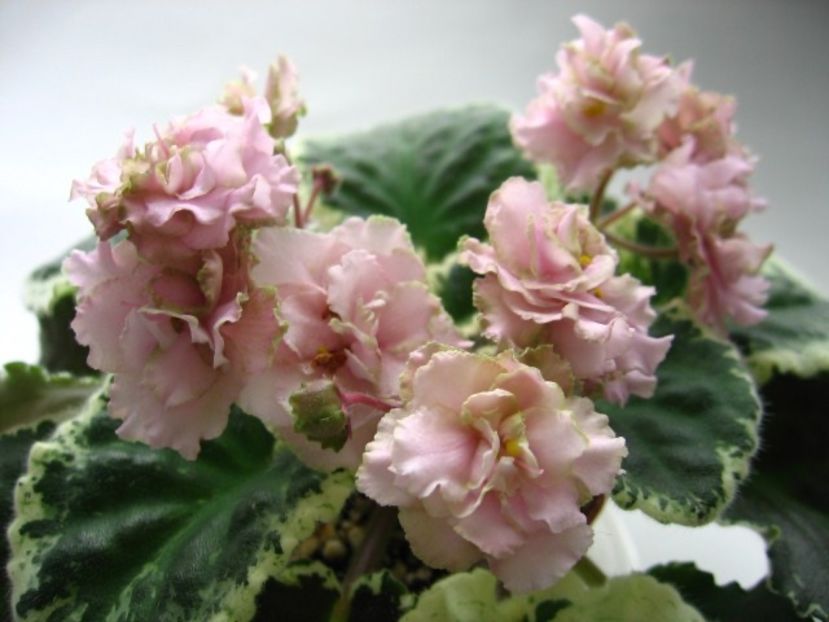 poza net - Ma s Corsage