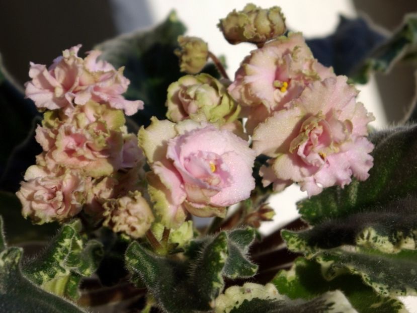 poza net - Ma s Corsage