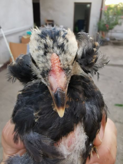 Puică Araucana Sălbatic Willd 2 luni - 2020 Araucana Sălbatic Willd și Gold