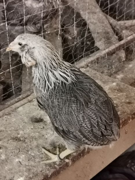 Puică Araucana Argintie 4 luni - 2020 Araucana Silberhalsig Argintiu