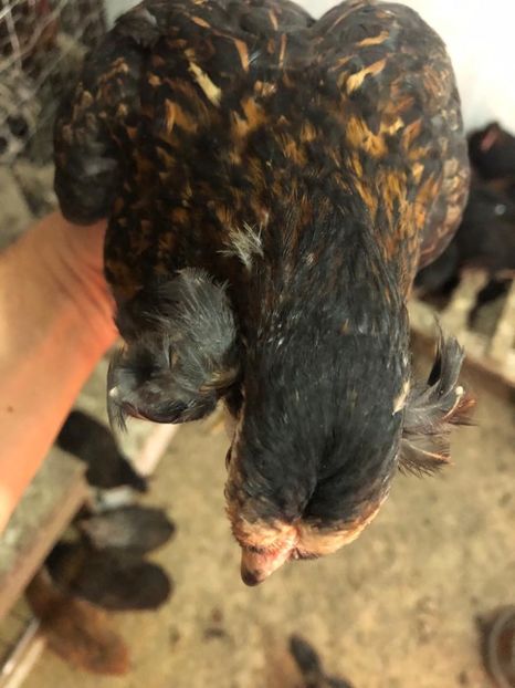 Puică Araucana Sălbatic Willd 4 luni - 2020 Araucana Sălbatic Willd și Gold