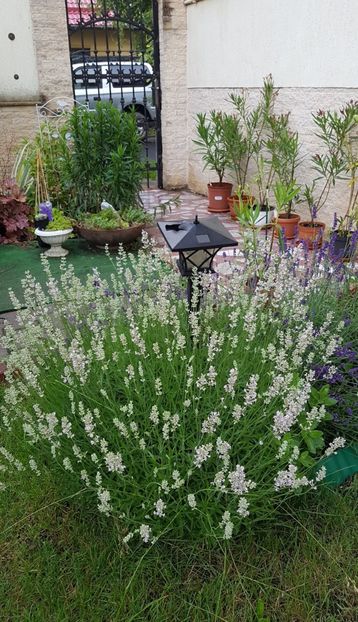 Lavanda roz - Iunie 2020