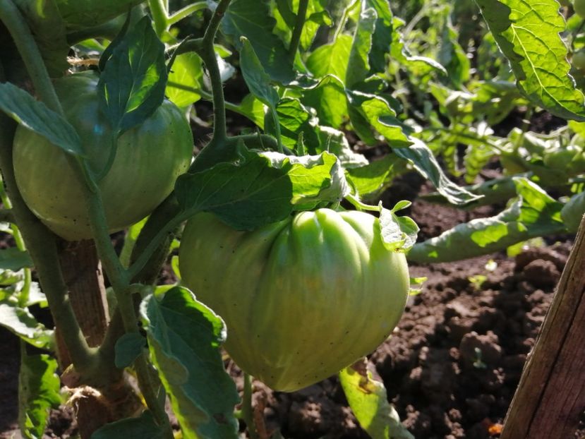  - Gradina cu legume-2017-acasa recolte 2018 - 2023